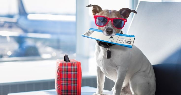 ¿Quieres viajar con tu amigo fiel en avión?